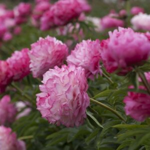 Пион Джокер Родники  Родники