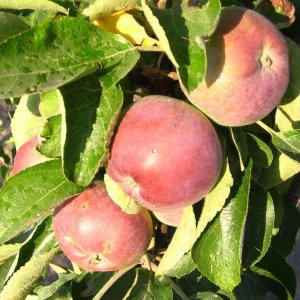  Родники