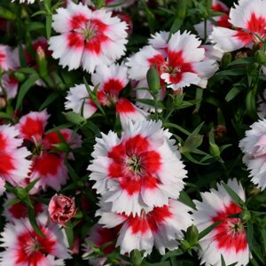 Гвоздика китайская «Супер Парфайт Ред Пепперминт» Родники  Родники