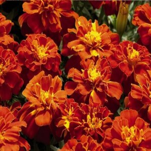 Бархатцы Ред Родники  Родники