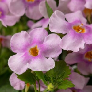 Бакопа Epic Pink Родники  Родники