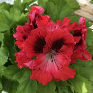 Пеларгония Королевская Красная Родники  Родники