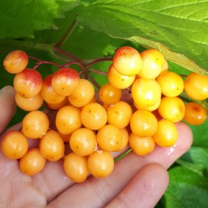 Калина Желтоплодная Родники  Родники