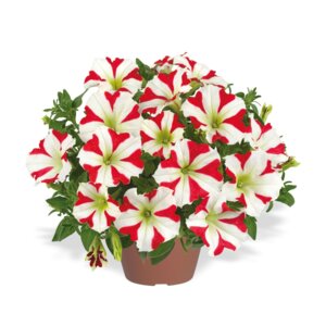 Петуния Amore King of Hearts Родники  Родники