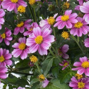 Биденс Pretty In Pink Родники  Родники