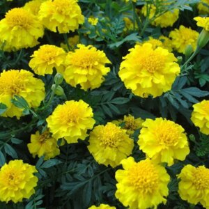Бархатцы Петит Желтый Родники  Родники