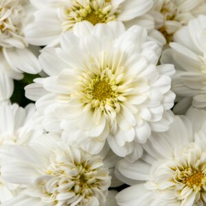 Аргирантемум Boost White Родники  Родники