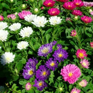 Астра низкорослая mix Родники  Родники