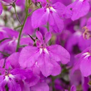 Лобелия Hot+ Electric Purple Родники  Родники