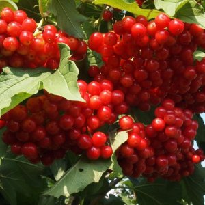 Калина Сладкоплодная Вигорова Родники  Родники