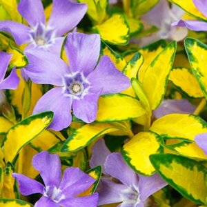 Барвинок Иллюминейшн Родники  Родники