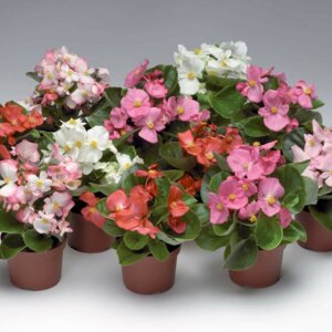 Бегония Вечноцветущая Родники  Родники