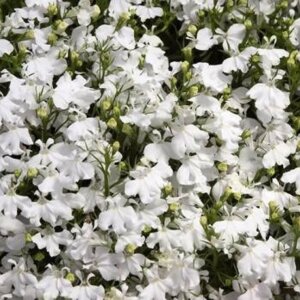 Лобелия Белая Родники  Родники