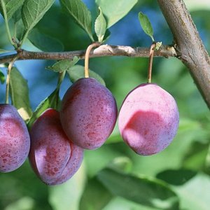 Слива Конфетная (домашняя) ОКС Родники  Родники