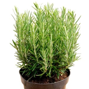 Розмарин Родники  Родники