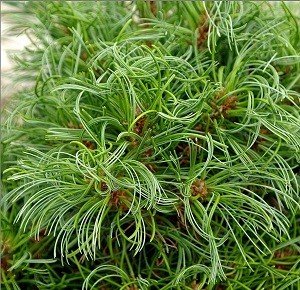 Сосна веймутова Грин Керлс Родники  Родники