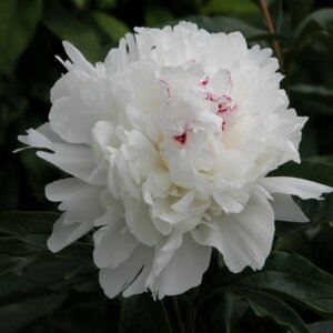 Пион Фестива Максима Родники  Родники