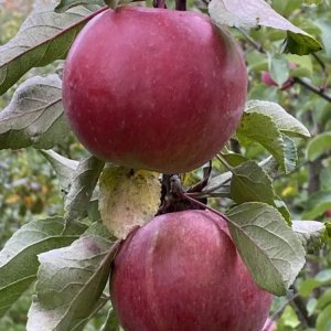  Родники