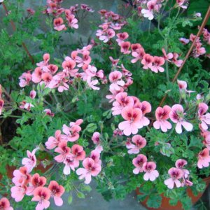 Пеларгония группы "Ангел" Родники  Родники