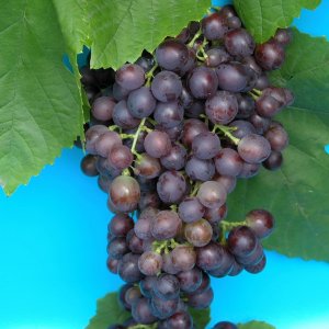  Родники