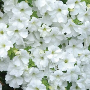 Петуния Fanfare White Родники  Родники