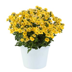 Немезия Несиа Инса Родники  Родники