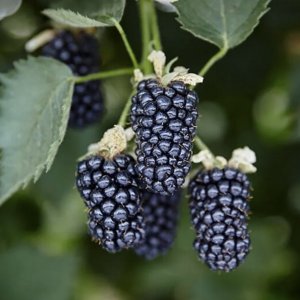  Родники