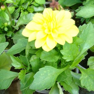 Георгина Вегетативная Родники  Родники