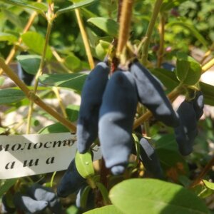 Жимолость "Маша" Родники  Родники