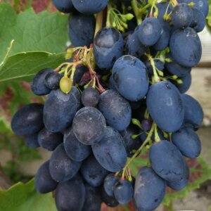 Виноград Кодрянка Родники  Родники