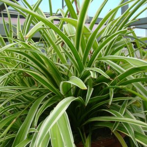 Хлорофитум Родники  Родники