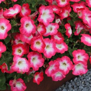 Петуния Surfinia Coral Morn Родники  Родники