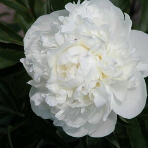 Пион Майор Креклер Родники  Родники