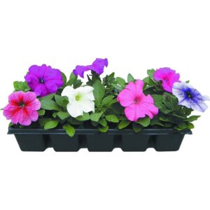 Петуния (семенная) в ассортименте Родники  Родники