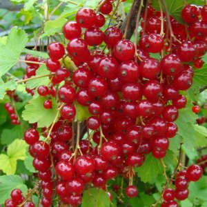  Родники