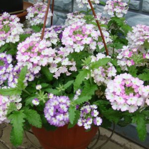 Вербена п/к 750 Родники  Родники