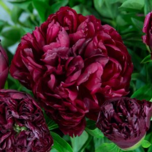 Пион Армани Родники  Родники