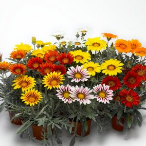 Гацания Родники  Родники