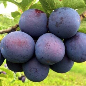 Слива Кромань (домашняя) ОКС Родники  Родники