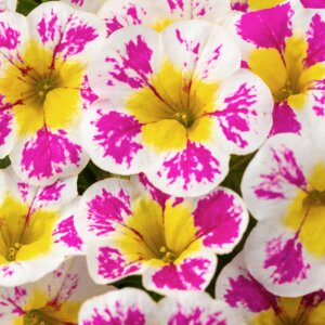 Калибрахоа Candy Shop Sweet Dreams Родники  Родники