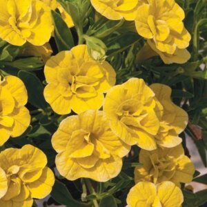 Калибрахоа Celebration Double Yellow Родники  Родники