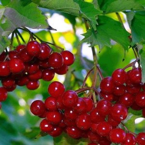 Калина Гранатовый Браслет Родники  Родники