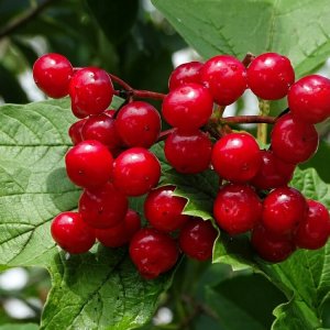 Калина Путешественница Родники  Родники