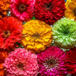 Циния Родники  Родники