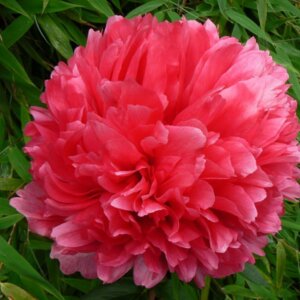 Пион Команд Перформанс Родники  Родники