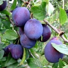  Родники