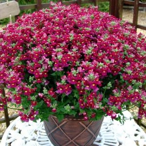 Немезия Sunpeddle Red Родники  Родники