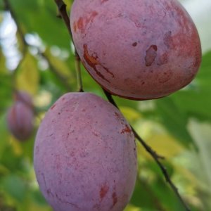  Родники