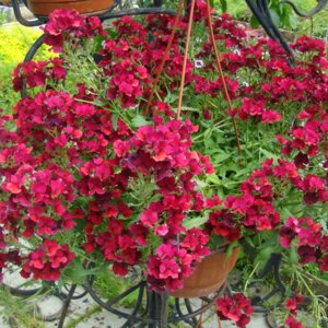 Немезия п/к Родники  Родники