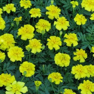 Бархатцы Бонанза Еллоу Родники  Родники